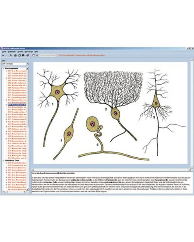 Nervous system and transmission of information Part I, Interactive CD-ROM